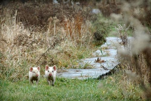 我們的環(huán)境會(huì)好嗎？——“數(shù)說(shuō)”大氣、水、土壤污染防治三大戰(zhàn)役